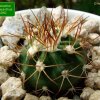 Melocactus _deinacanthus _GD50 _01